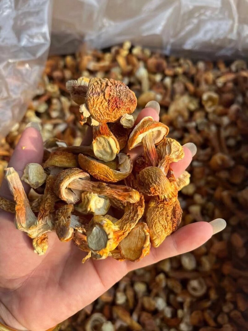 云南特产姬松茸干货A级仿野生种植松茸菌菇巴西蘑菇五斤