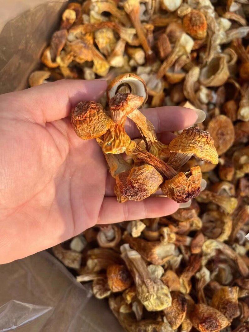 云南特产姬松茸干货A级仿野生种植松茸菌菇巴西蘑菇五斤