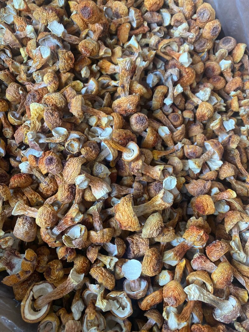 云南特产姬松茸干货A级仿野生种植松茸菌菇巴西蘑菇五斤