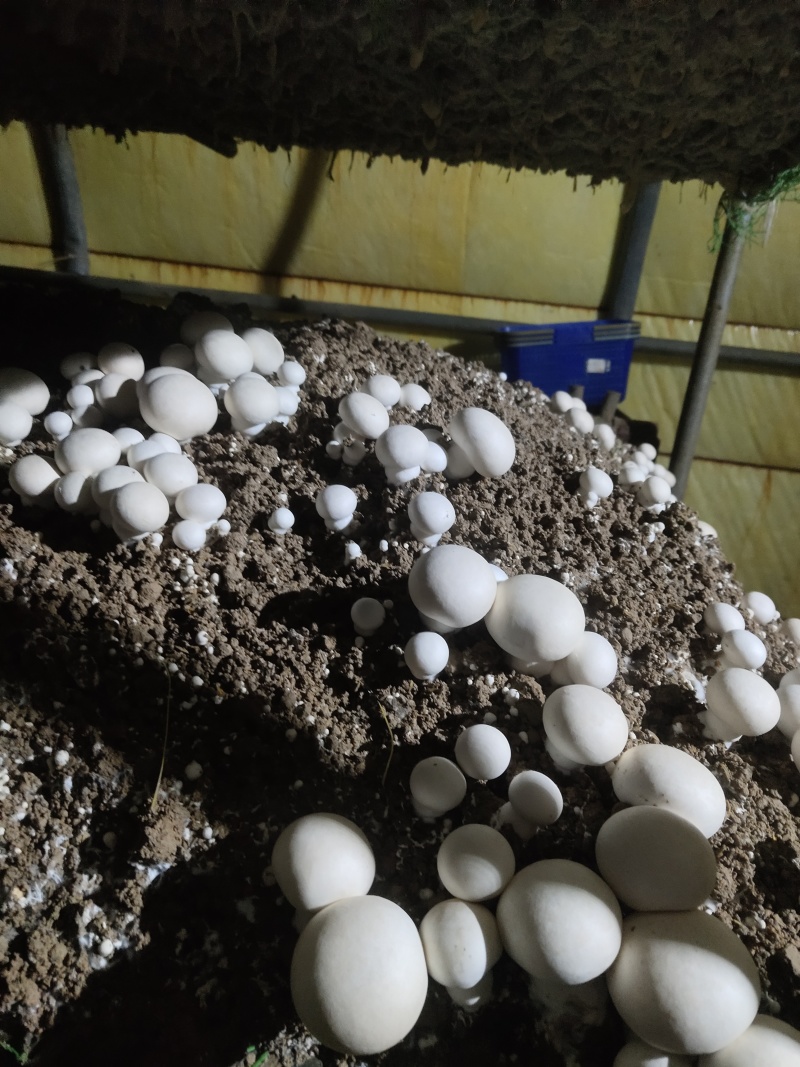 双孢菇大型双孢菇基地承接优质经销商各种等级