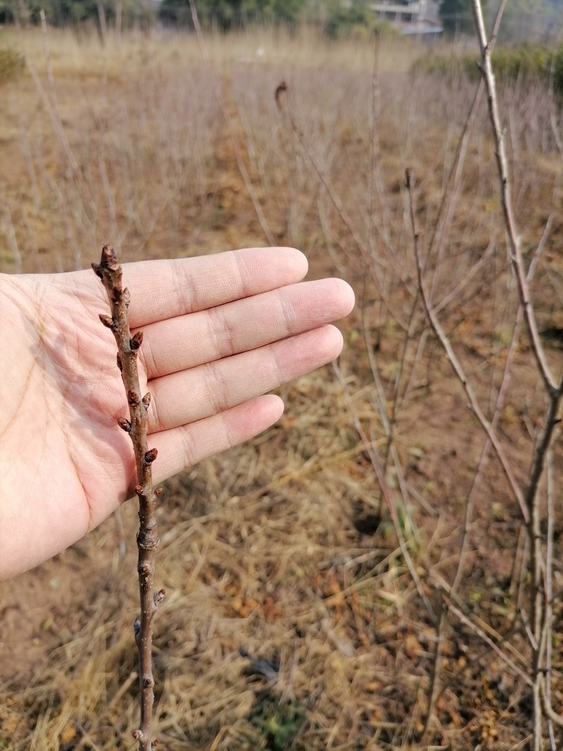 [樱桃苗]，车厘子苗适合低海拔种植的车厘子试种效果不错。
