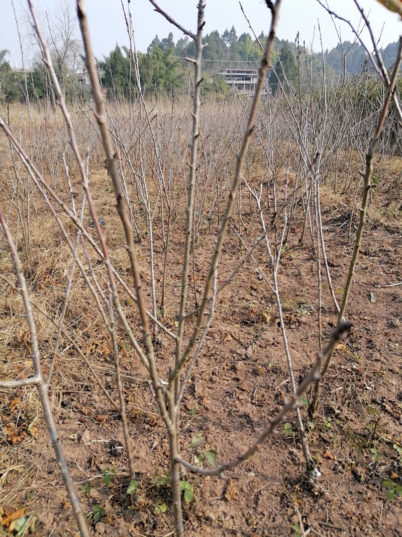 [樱桃苗]，车厘子苗适合低海拔种植的车厘子试种效果不错。