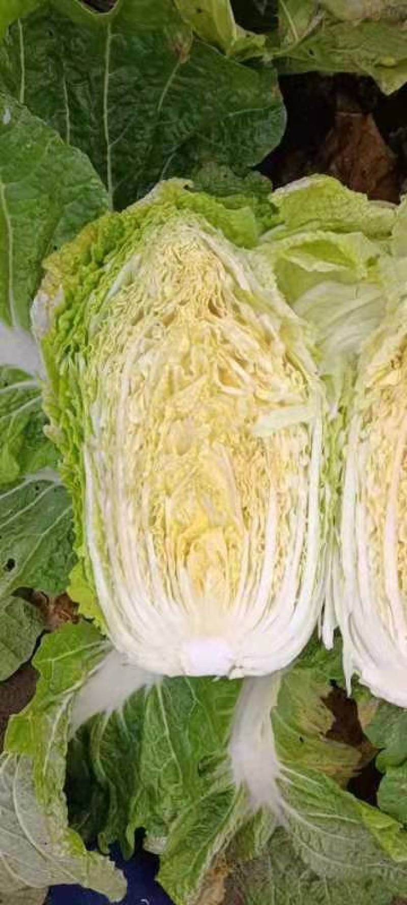 黄心白菜口感好