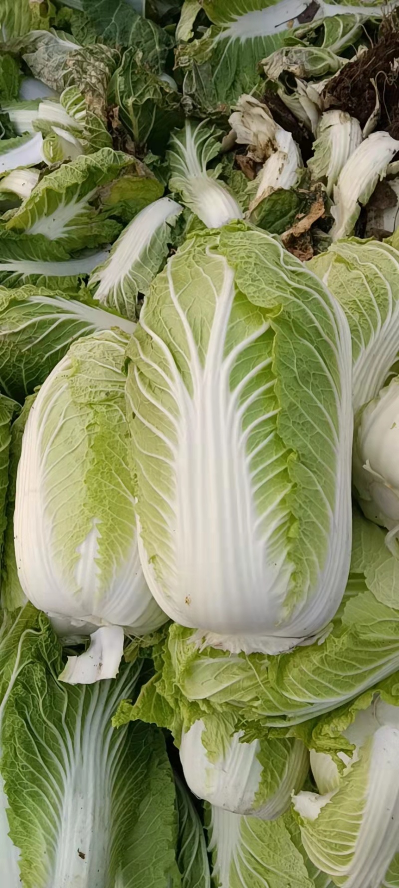 黄心白菜口感好