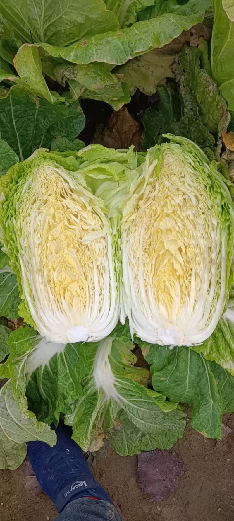 黄心白菜口感好