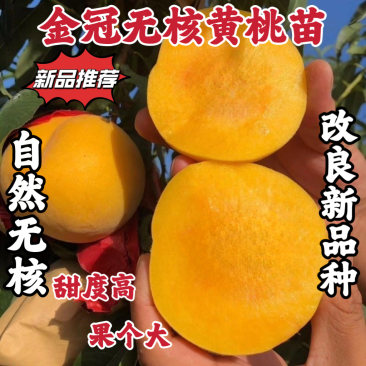 新品种金冠无核黄桃苗口感脆甜自然无核南北方均可种植