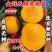 新品种金冠无核黄桃苗口感脆甜自然无核南北方均可种植