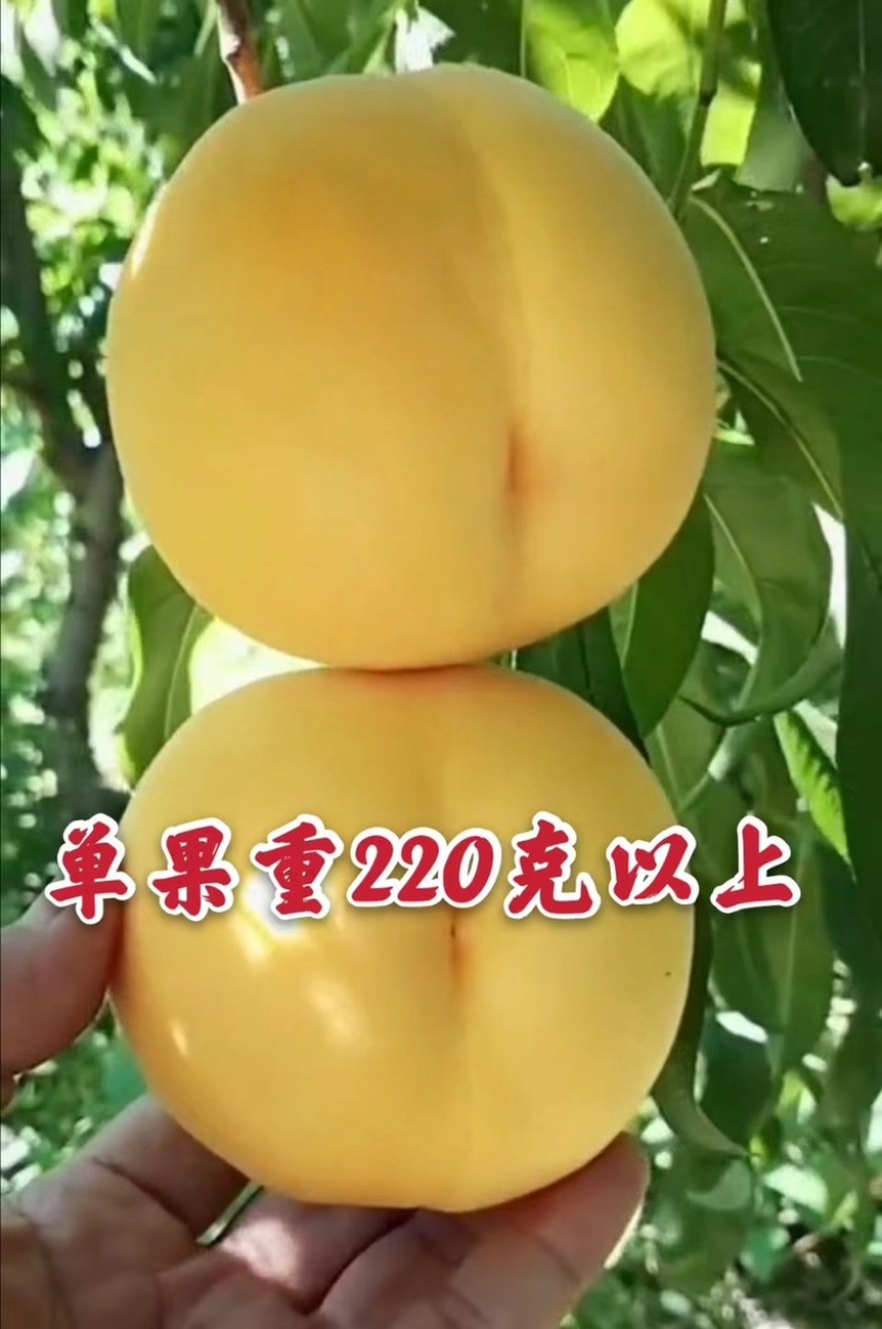 新品种金冠无核黄桃苗口感脆甜自然无核南北方均可种植