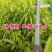 新品种金冠无核黄桃苗口感脆甜自然无核南北方均可种植