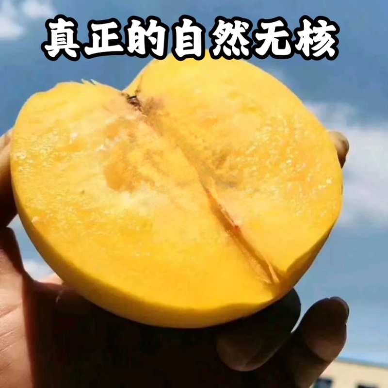 新品种金冠无核黄桃苗口感脆甜自然无核南北方均可种植