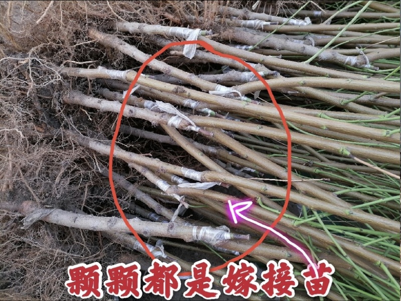 新品种金冠无核黄桃苗口感脆甜自然无核南北方均可种植