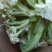 花菜
