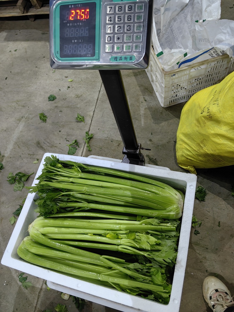 西芹自己基地2000亩直供，电商，超市，出口