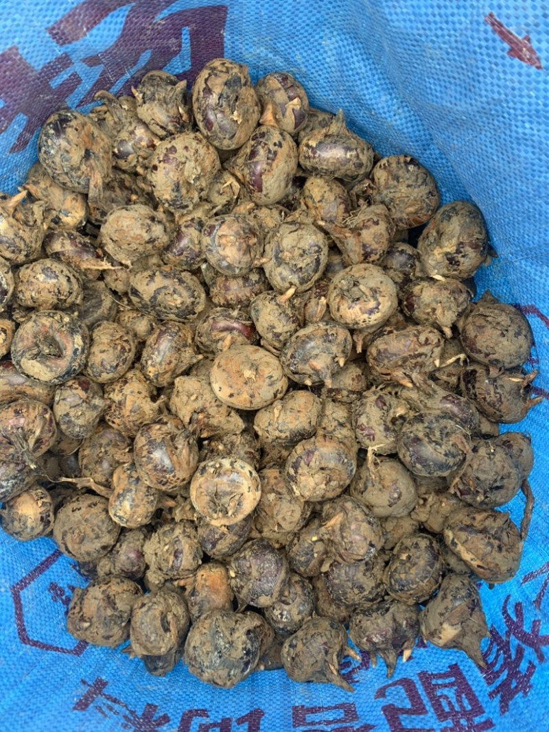 荸荠，马蹄，大量上市，对接全国各地批发商，商超。