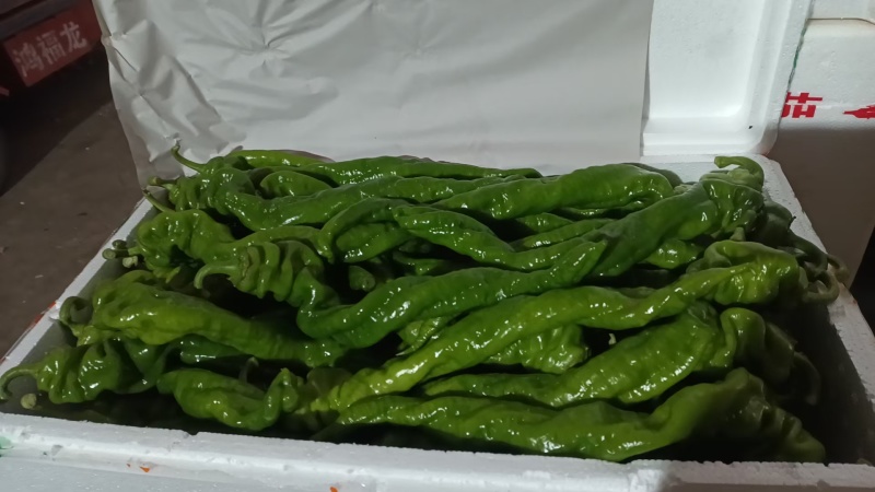 山东螺丝椒新鲜现摘产地直供大量现货支持视频看货