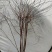 雪柳，飘雪花雪柳，如图，高度一米左右，满花苞点，35元