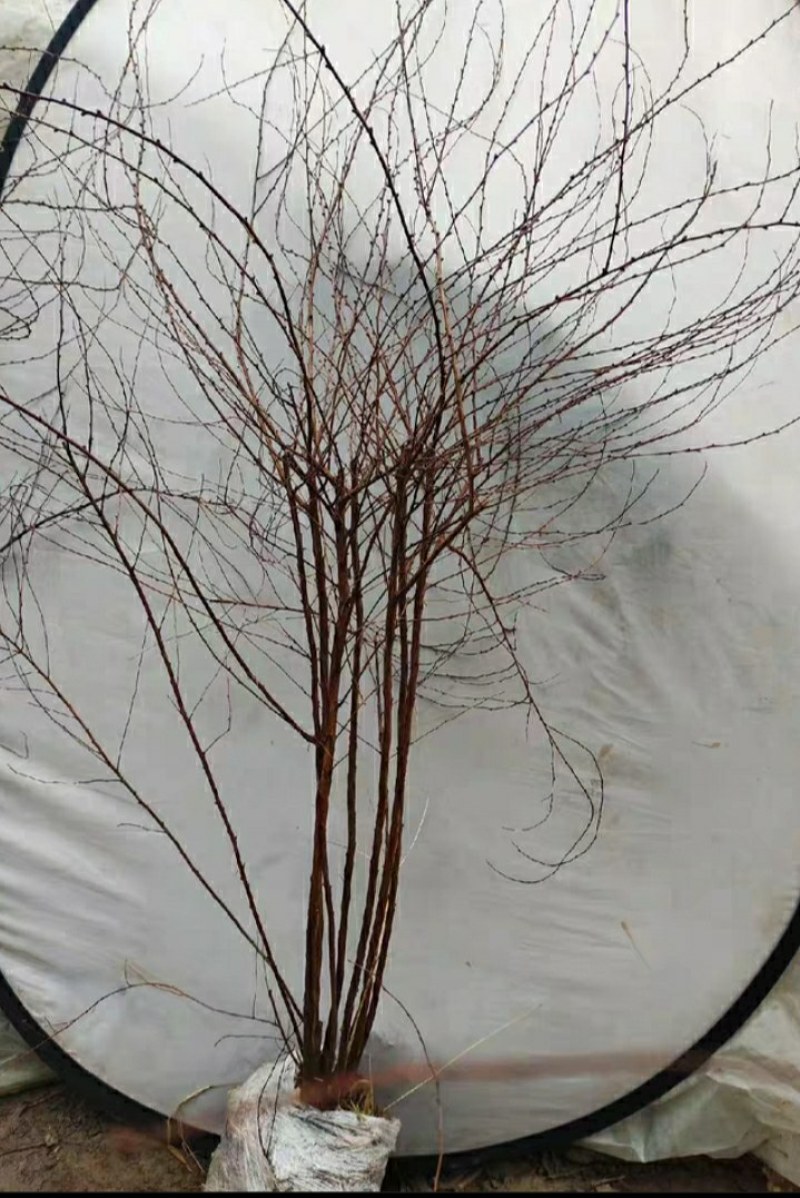 雪柳，飘雪花雪柳，如图，高度一米左右，满花苞点，35元