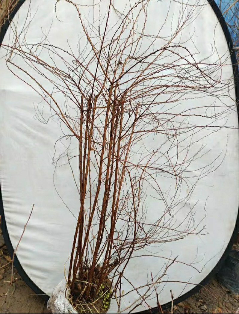 雪柳，飘雪花雪柳，如图，高度一米左右，满花苞点，35元