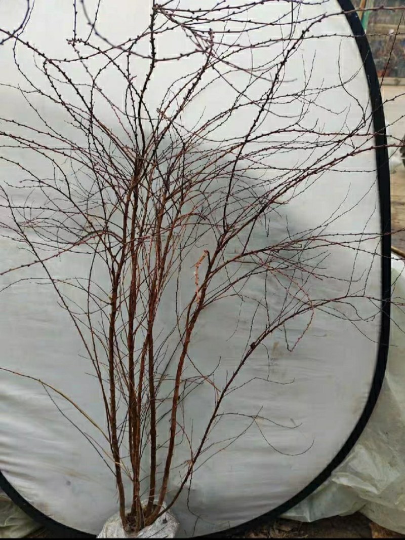 雪柳，飘雪花雪柳，如图，高度一米左右，满花苞点，35元