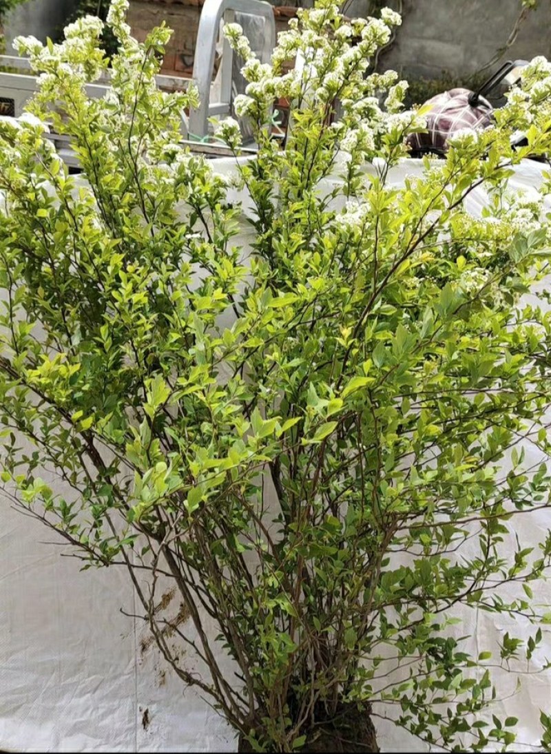雪柳，飘雪花雪柳，如图，高度一米左右，满花苞点，35元