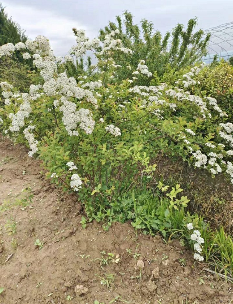 雪柳，飘雪花雪柳，如图，高度一米左右，满花苞点，35元