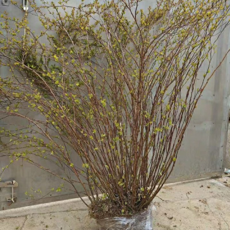 菱叶绣线菊如图茂盛，现在落叶状态，开花时满枝条都是花