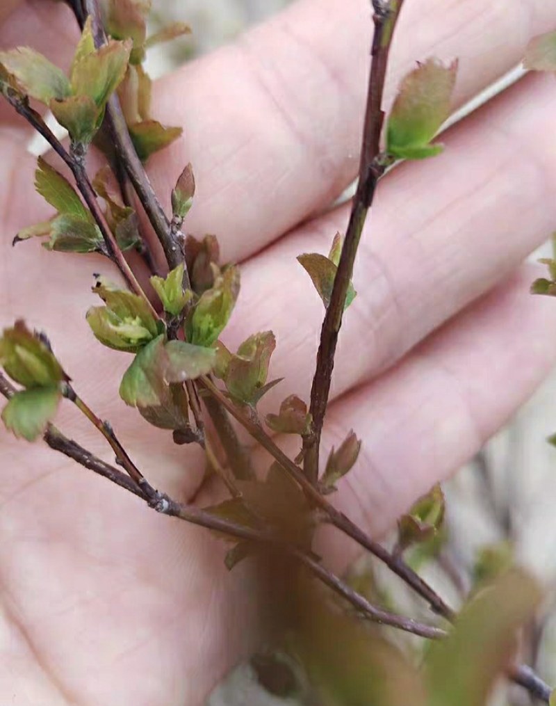 菱叶绣线菊如图茂盛，现在落叶状态，开花时满枝条都是花