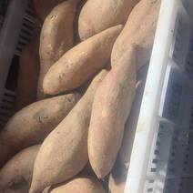 河南红薯沙地红薯龙薯淀粉大量供应质量好价格低