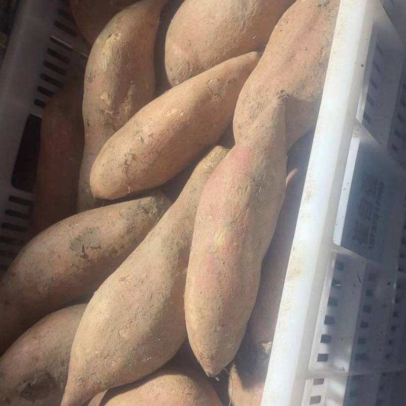 河南红薯沙地红薯龙薯淀粉大量供应质量好价格低