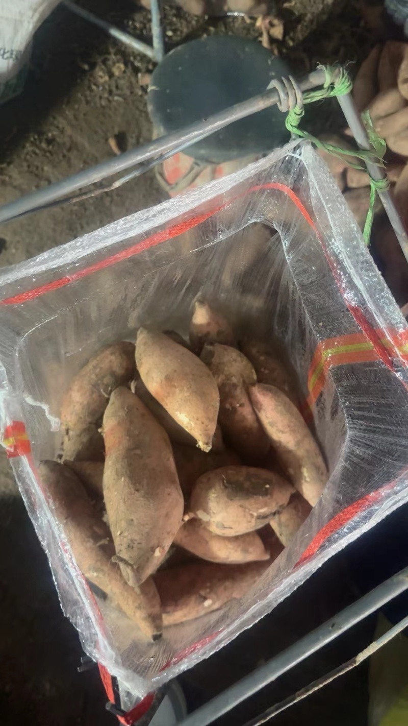 河南红薯沙地红薯龙薯淀粉大量供应质量好价格低