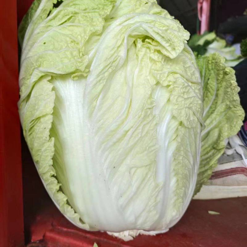 夏阳白菜河南白菜规格齐全，支持全国发货诚信经营，