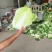 夏阳白菜河南白菜规格齐全，支持全国发货诚信经营，
