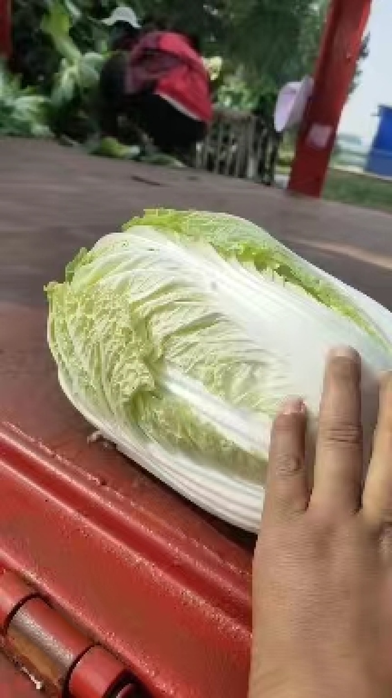 夏阳白菜河南白菜规格齐全，支持全国发货诚信经营，