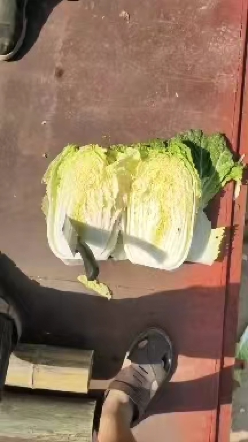 夏阳白菜河南白菜规格齐全，支持全国发货诚信经营，