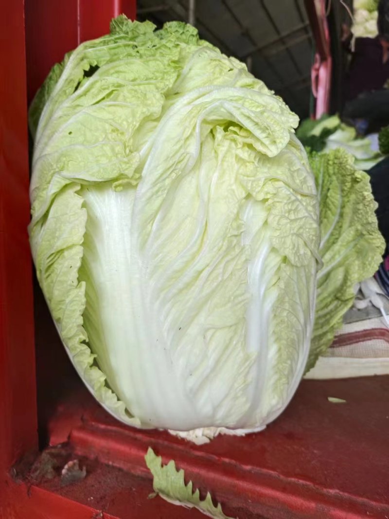 夏阳白菜河南白菜规格齐全，支持全国发货诚信经营，