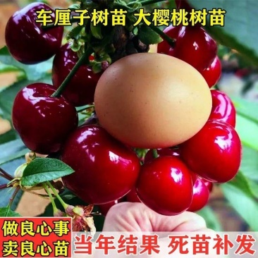 樱桃苗樱桃树苗车厘子树苗美早树苗黑珍珠樱桃苗