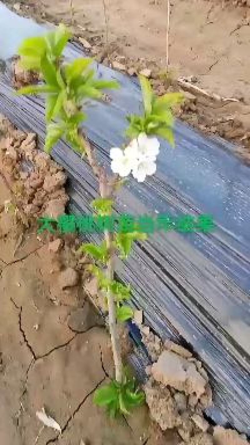 樱桃苗樱桃树苗车厘子树苗美早树苗黑珍珠樱桃苗