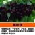 樱桃苗樱桃树苗车厘子树苗美早树苗黑珍珠樱桃苗