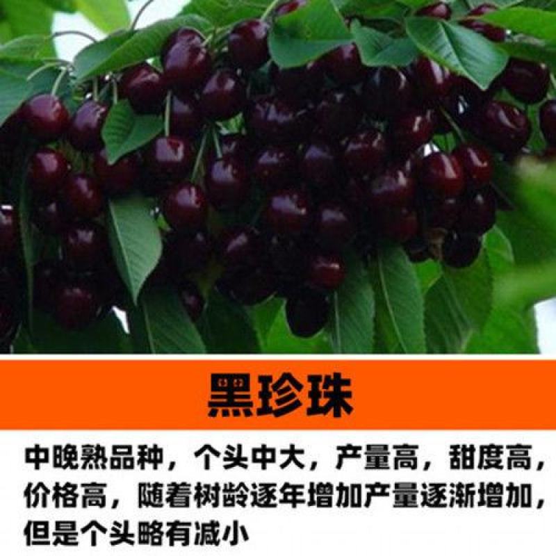 樱桃苗樱桃树苗车厘子树苗美早树苗黑珍珠樱桃苗