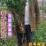 樱桃苗樱桃树苗车厘子树苗美早树苗黑珍珠樱桃苗