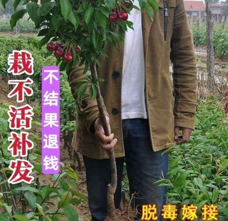 樱桃苗樱桃树苗车厘子树苗美早树苗黑珍珠樱桃苗