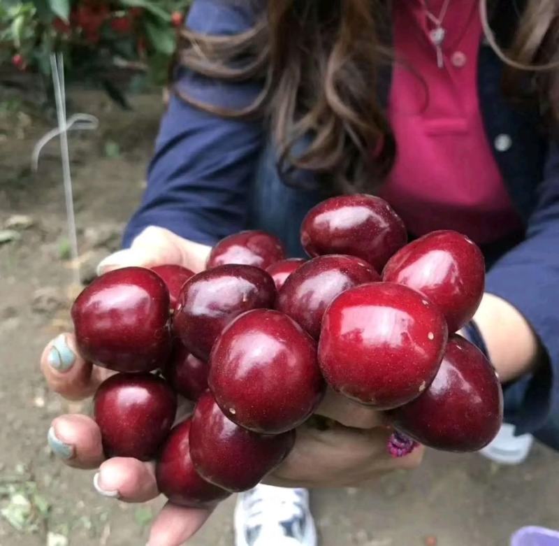 樱桃苗樱桃树苗车厘子树苗美早树苗黑珍珠樱桃苗