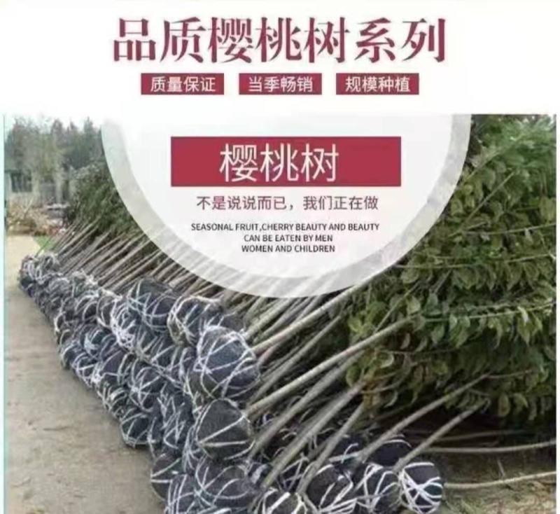樱桃苗樱桃树苗车厘子树苗美早树苗黑珍珠樱桃苗