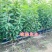 樱桃苗樱桃树苗车厘子树苗美早树苗黑珍珠樱桃苗