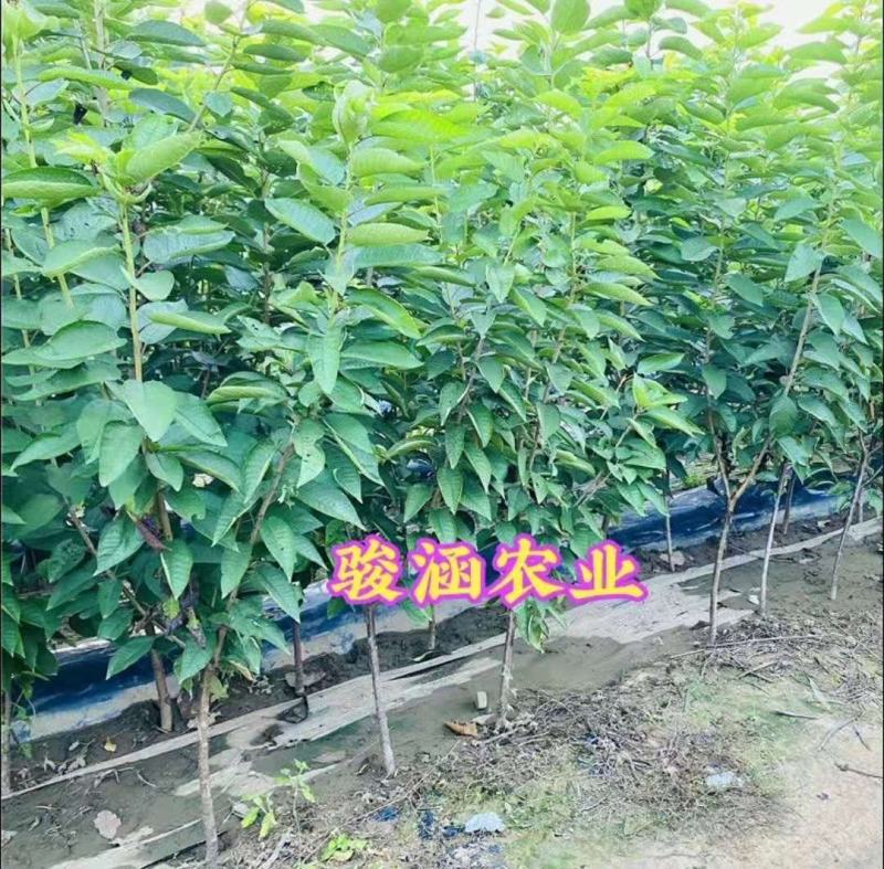 樱桃苗樱桃树苗车厘子树苗美早树苗黑珍珠樱桃苗