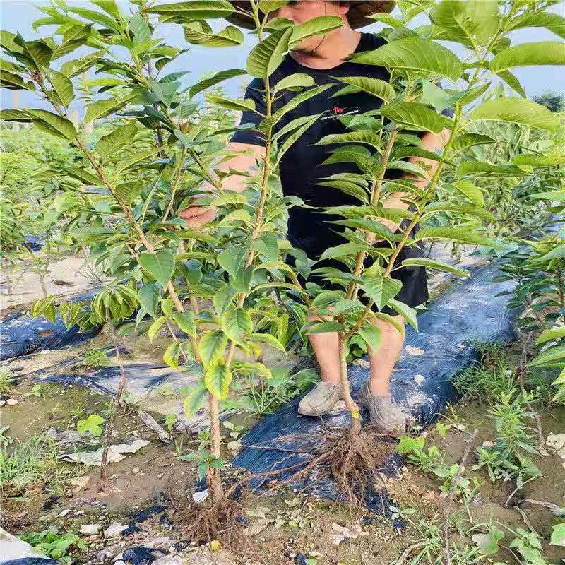 樱桃苗樱桃树苗车厘子树苗美早树苗黑珍珠樱桃苗