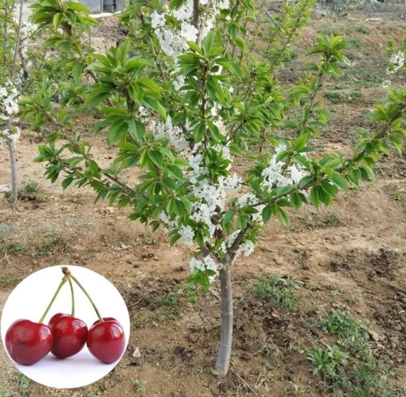 樱桃苗樱桃树苗车厘子树苗美早树苗黑珍珠樱桃苗