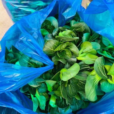 精品矮脚青苏州青产地直发品质保证量大从优欢迎联系