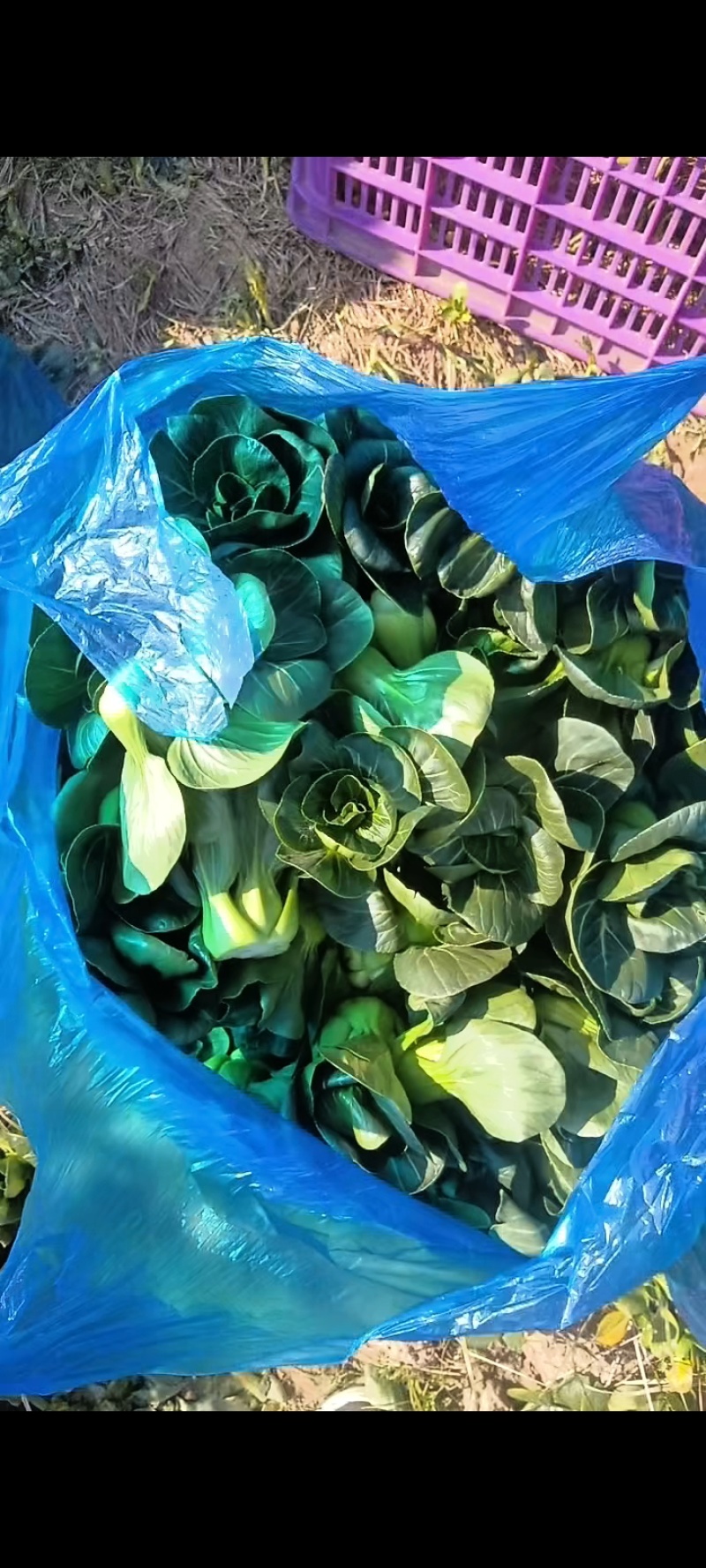精品矮脚青苏州青产地直发品质保证量大从优欢迎联系