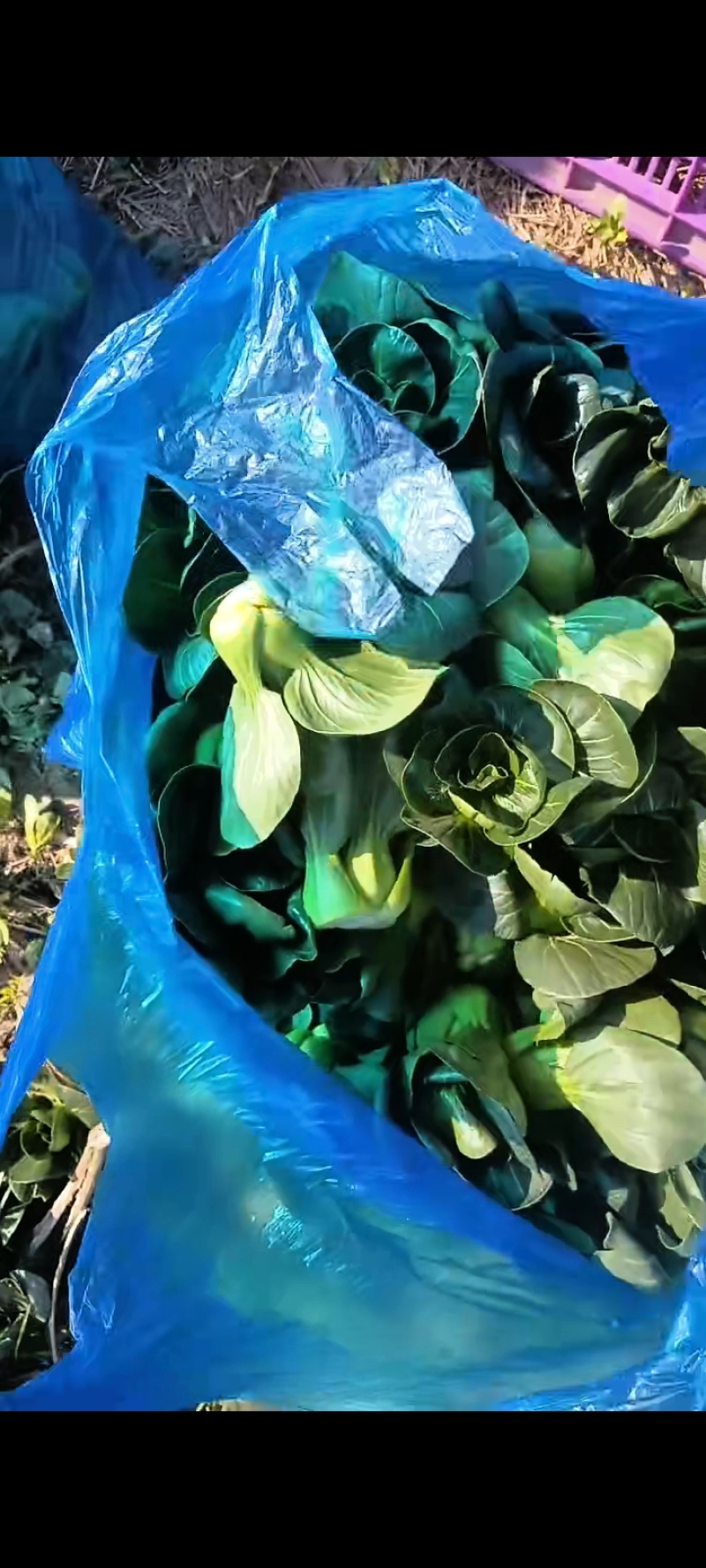精品矮脚青苏州青产地直发品质保证量大从优欢迎联系